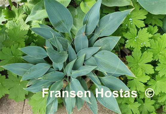 Hosta Rhein